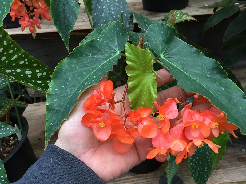 B. ‘Golden Twilight’